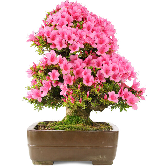 Rhododendron indicum Osakazuki, 58 cm, ± 30 Jahre alt