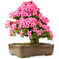 Rhododendron indicum Osakazuki, 58 cm, ± 30 Jahre alt