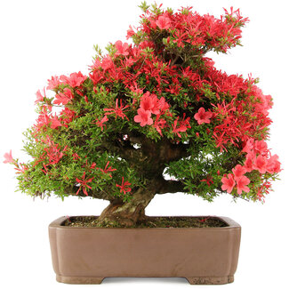 Rhododendron indicum Kinsai, 63 cm, ± 30 Jahre alt