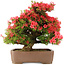 Rhododendron indicum Kinsai, 63 cm, ± 30 jaar oud