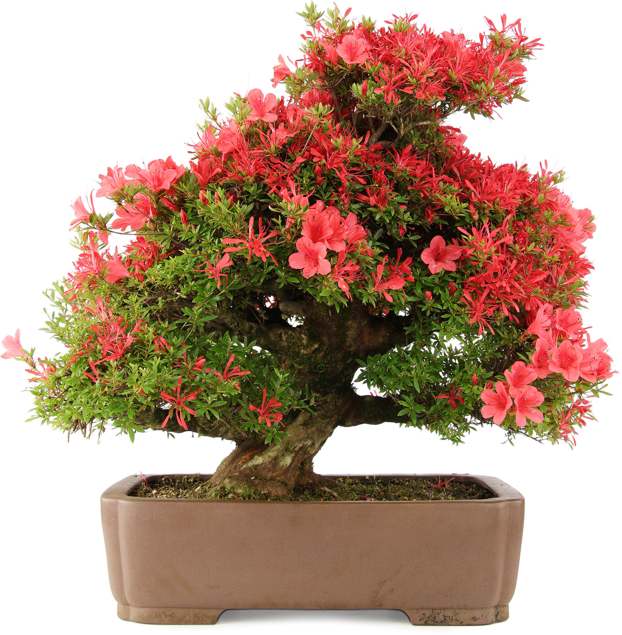Rhododendron indicum, 63 cm,  30 years old - Bonsai Plaza