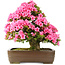 Rhododendron indicum Osakazuki, 58 cm, ± 30 Jahre alt