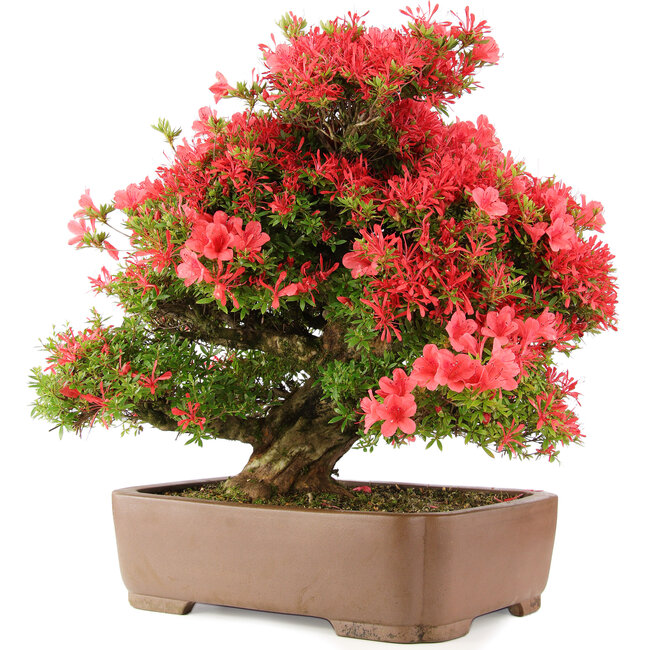 Rhododendron indicum Kinsai, 63 cm, ± 30 years old