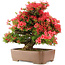 Rhododendron indicum Kinsai, 63 cm, ± 30 jaar oud