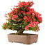 Rhododendron indicum Kinsai, 63 cm, ± 30 years old
