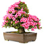 Rhododendron indicum Osakazuki, 58 cm, ± 30 ans