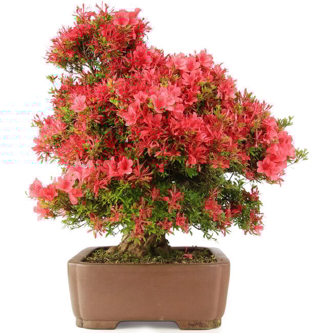Rhododendron indicum Kinsai, 63 cm, ± 30 jaar oud