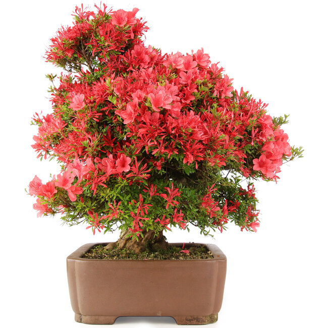 Rhododendron indicum Kinsai, 63 cm, ± 30 Jahre alt