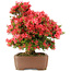 Rhododendron indicum Kinsai, 63 cm, ± 30 Jahre alt