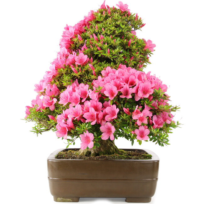 Rhododendron indicum Osakazuki, 58 cm, ± 30 Jahre alt