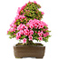 Rhododendron indicum Osakazuki, 58 cm, ± 30 Jahre alt