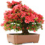 Rhododendron indicum Kinsai, 63 cm, ± 30 ans