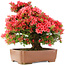 Rhododendron indicum Kinsai, 63 cm, ± 30 years old
