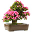 Rhododendron indicum Osakazuki, 58 cm, ± 30 jaar oud