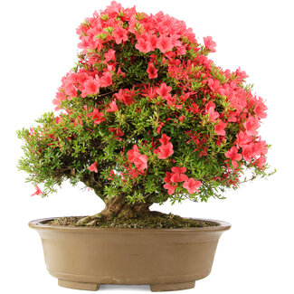 Rhododendron indicum Kinsai, 63 cm, ± 30 Jahre alt