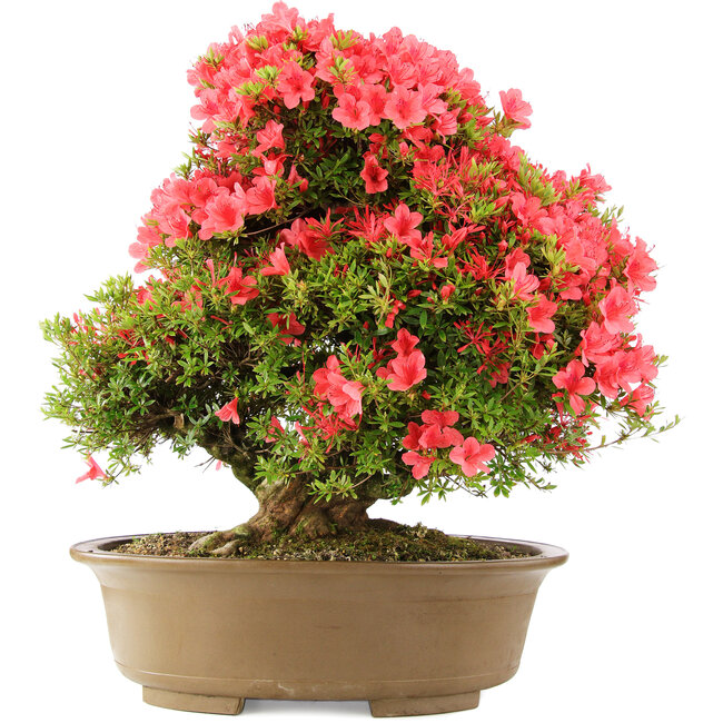 Rhododendron indicum Kinsai, 63 cm, ± 30 jaar oud