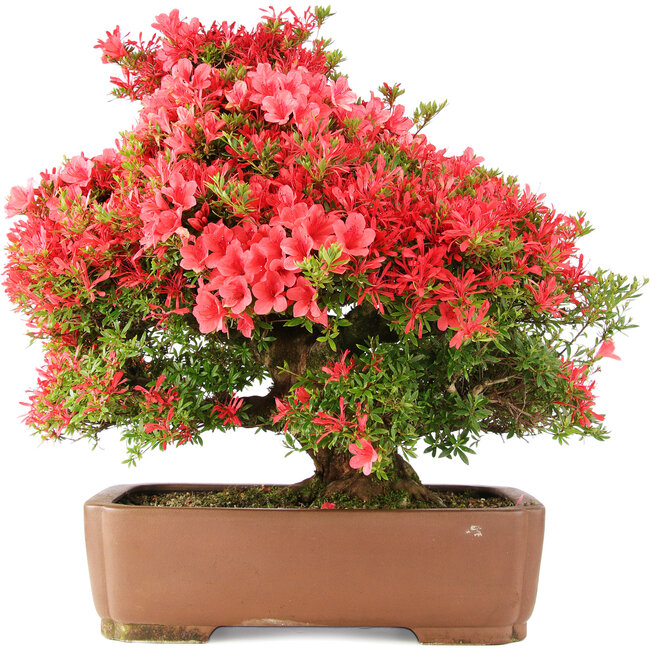 Rhododendron indicum Kinsai, 63 cm, ± 30 ans