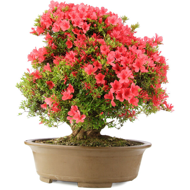 Rhododendron indicum Kinsai, 63 cm, ± 30 anni