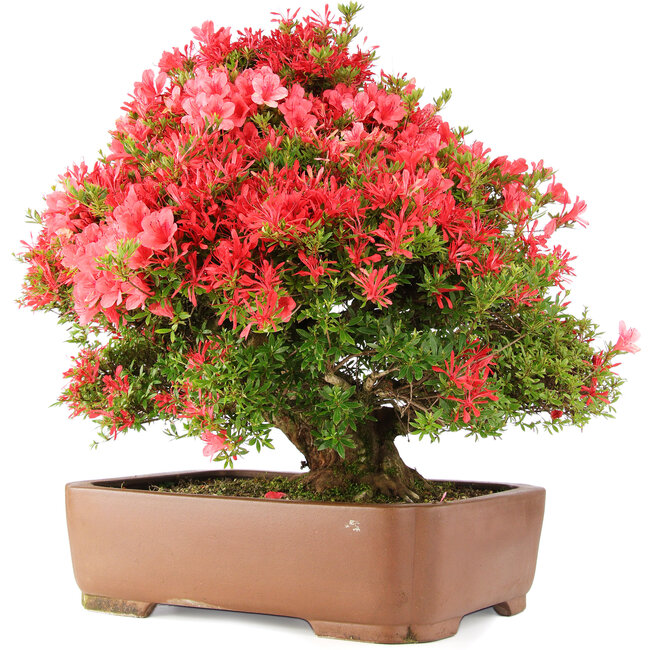 Rhododendron indicum Kinsai, 63 cm, ± 30 anni