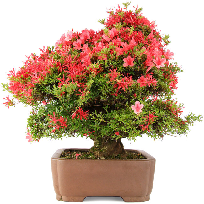 Rhododendron indicum Kinsai, 63 cm, ± 30 years old