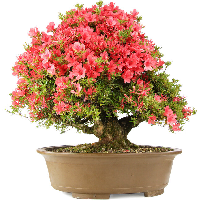 Rhododendron indicum Kinsai, 63 cm, ± 30 Jahre alt