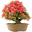 Rhododendron indicum Kinsai, 63 cm, ± 30 Jahre alt