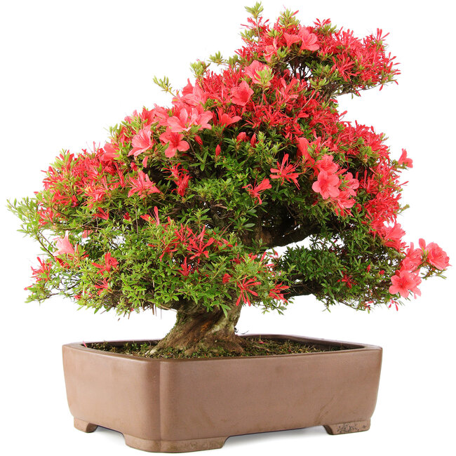Rhododendron indicum Kinsai, 63 cm, ± 30 Jahre alt