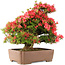 Rhododendron indicum Kinsai, 63 cm, ± 30 Jahre alt