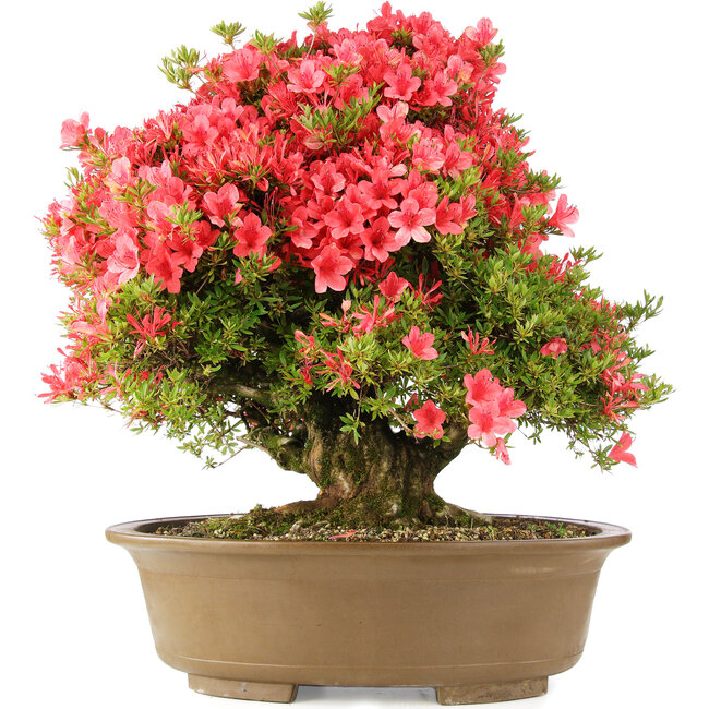 Rhododendron indicum Kinsai, 63 cm, ± 30 Jahre alt