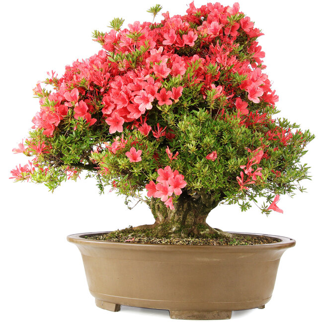 Rhododendron indicum Kinsai, 63 cm, ± 30 anni