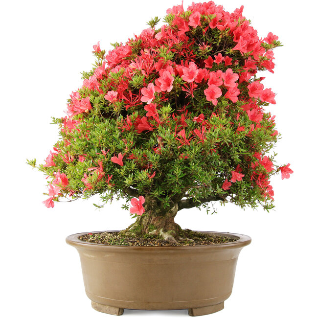 Rhododendron indicum Kinsai, 63 cm, ± 30 years old