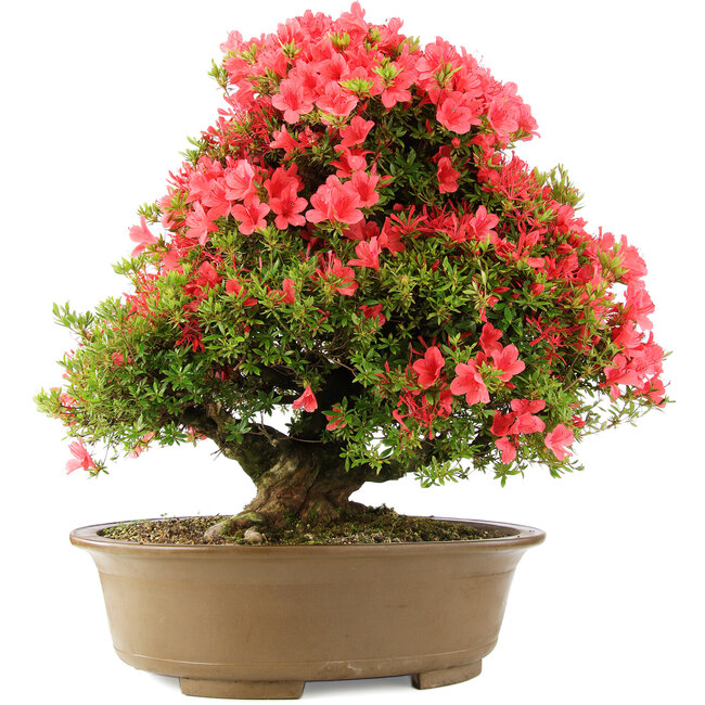 Rhododendron indicum Kinsai, 63 cm, ± 30 anni