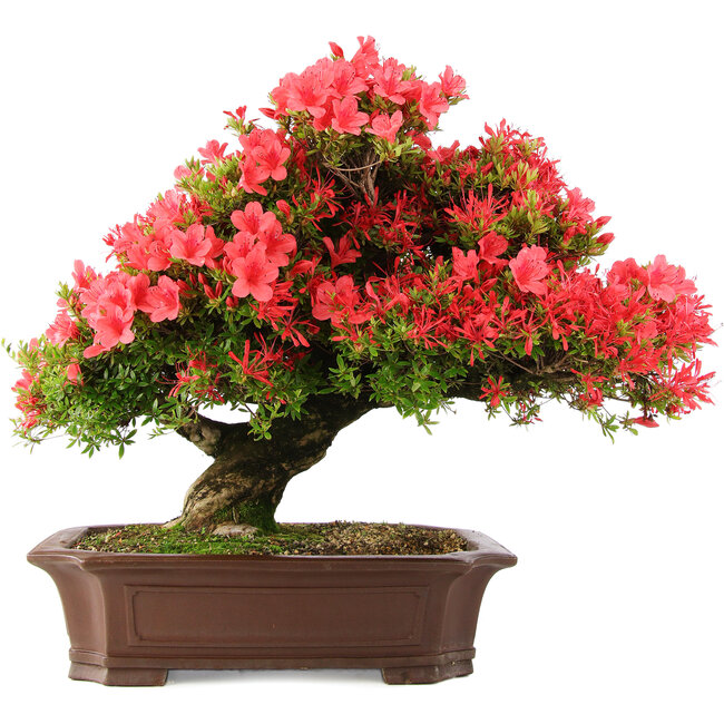Rhododendron indicum Kinsai, 60 cm, ± 30 anni