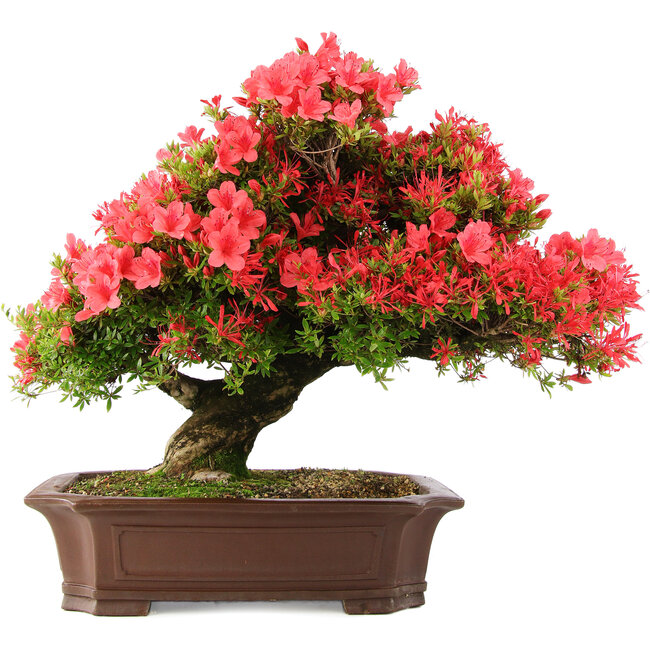 Rhododendron indicum Kinsai, 60 cm, ± 30 jaar oud