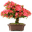 Rhododendron indicum Kinsai, 60 cm, ± 30 ans