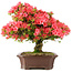 Rhododendron indicum Kinsai, 60 cm, ± 30 years old