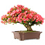 Rhododendron indicum Kinsai, 60 cm, ± 30 Jahre alt