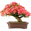 Rhododendron indicum Kinsai, 60 cm, ± 30 jaar oud