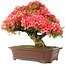 Rhododendron indicum Kinsai, 60 cm, ± 30 jaar oud