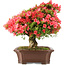 Rhododendron indicum Kinsai, 60 cm, ± 30 jaar oud