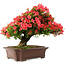 Rhododendron indicum Kinsai, 60 cm, ± 30 jaar oud