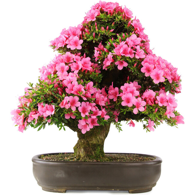 Rhododendron indicum Osakazuki, 64,5 cm, ± 30 anni