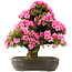 Rhododendron indicum Osakazuki, 64,5 cm, ± 30 jaar oud