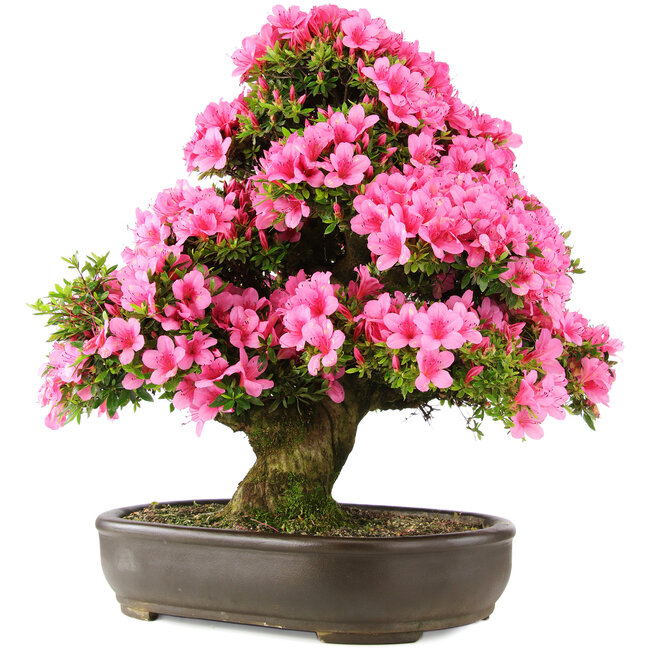 Rhododendron indicum Osakazuki, 64,5 cm, ± 30 anni