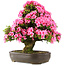 Rhododendron indicum Osakazuki, 64,5 cm, ± 30 ans