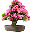 Rododendro indicum Osakazuki, 64,5 cm, ± 30 años