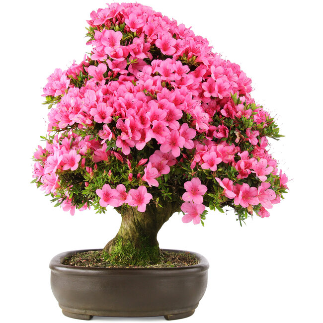 Rhododendron indicum Osakazuki, 64,5 cm, ± 30 years old