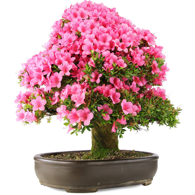 Rhododendron indicum Osakazuki, 64,5 cm, ± 30 Jahre alt