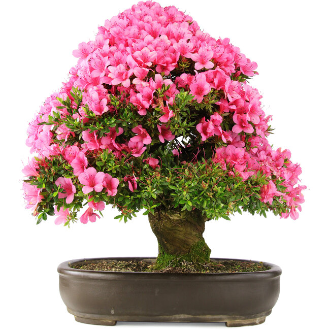 Rhododendron indicum Osakazuki, 64,5 cm, ± 30 anni