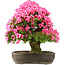 Rhododendron indicum Osakazuki, 64,5 cm, ± 30 Jahre alt